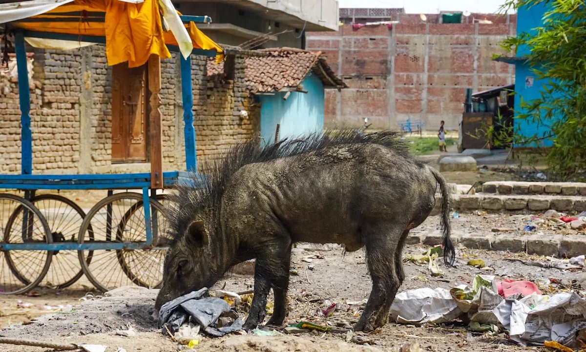 Morning Edition Mauling: Wild Boar Disrupts Reader’s Routine on Rural Veranda