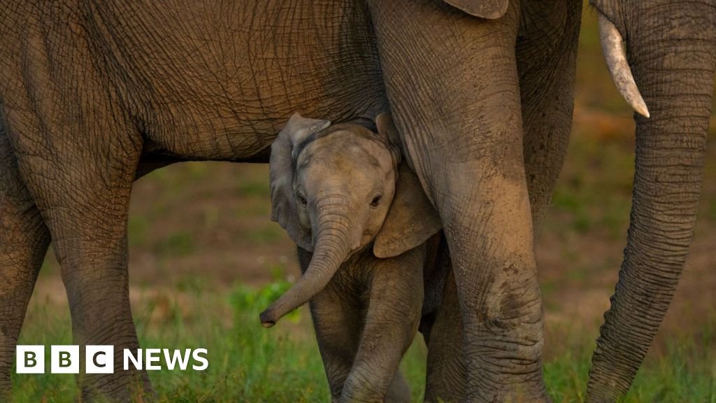 Nature’s Billion-Dollar Bet: Global Pact Secured, But the Checkbook Stays Closed