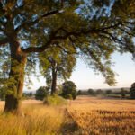 Nature’s Deficit: England’s Green Farming Revolution Hits a Funding Wall