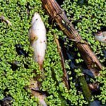 Norwich’s Waterways at Breaking Point: Are the City’s Rivers Dying?