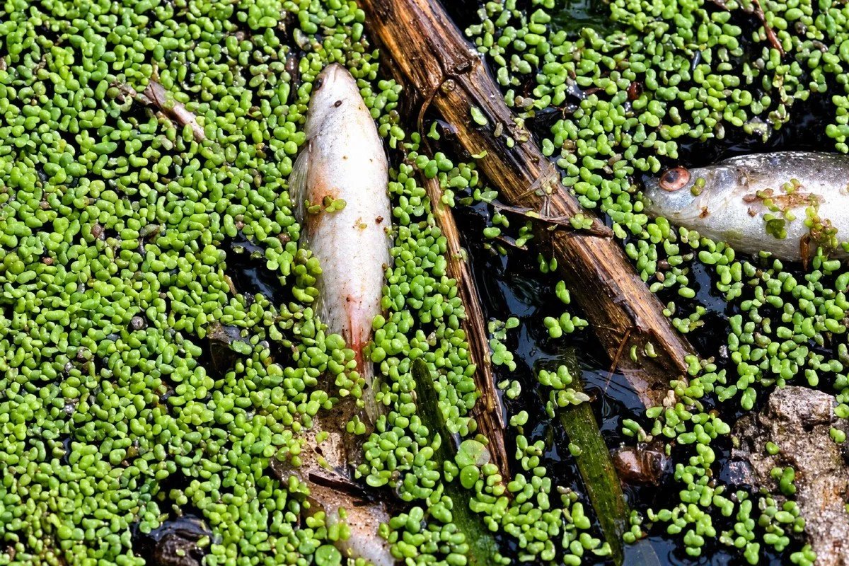 Norwich’s Waterways at Breaking Point: Are the City’s Rivers Dying?