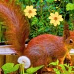 Nutty for Neighbors: How One Simple Garden Hack Saves Autumn Squirrels