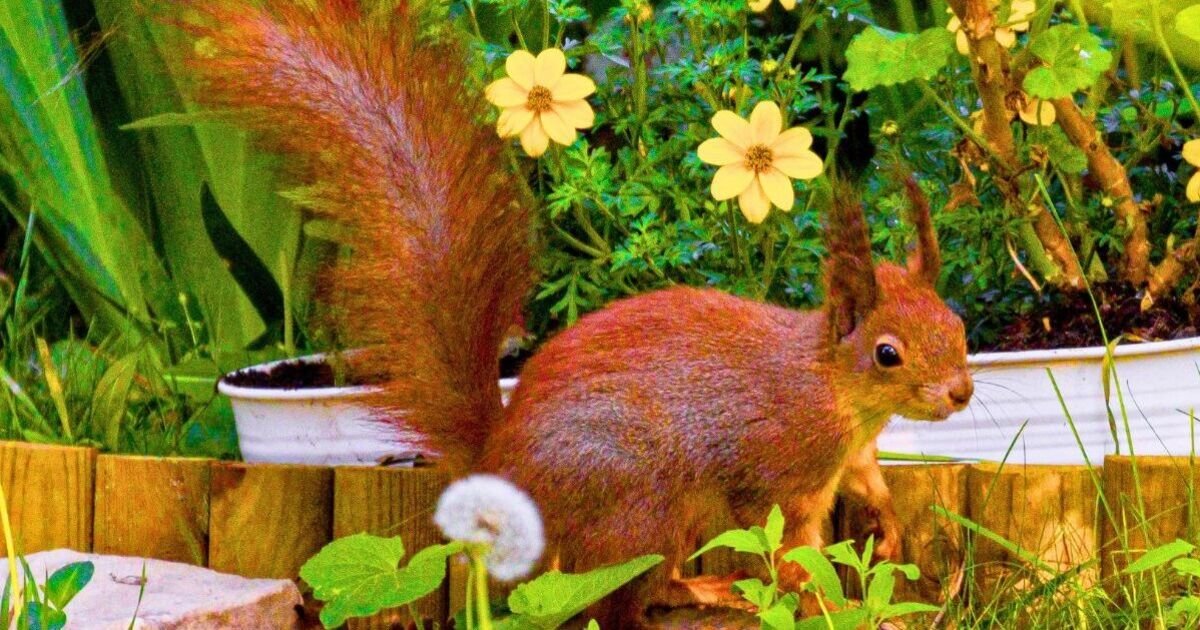 Nutty for Neighbors: How One Simple Garden Hack Saves Autumn Squirrels
