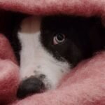 October Countdown: Why Your Dog Needs Pre-Emptive Calm Before the Fireworks Begin