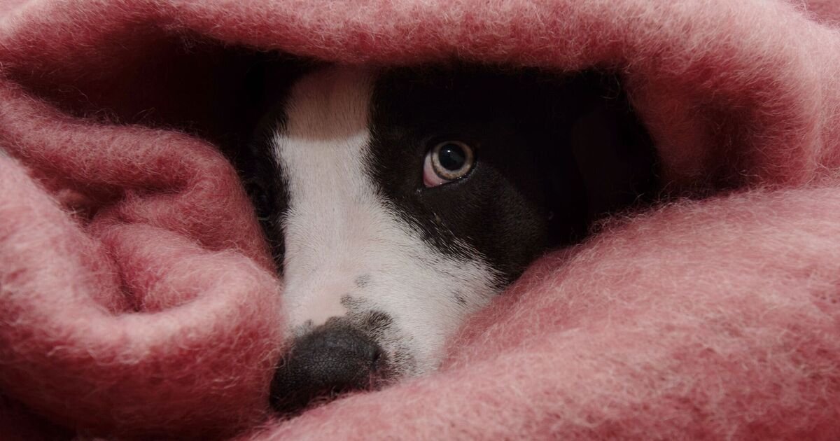 October Countdown: Why Your Dog Needs Pre-Emptive Calm Before the Fireworks Begin