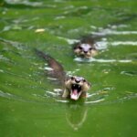 Otter Chaos: Freshwater Predators Turn Aggressive in Rare Wave of Indian Land Attacks
