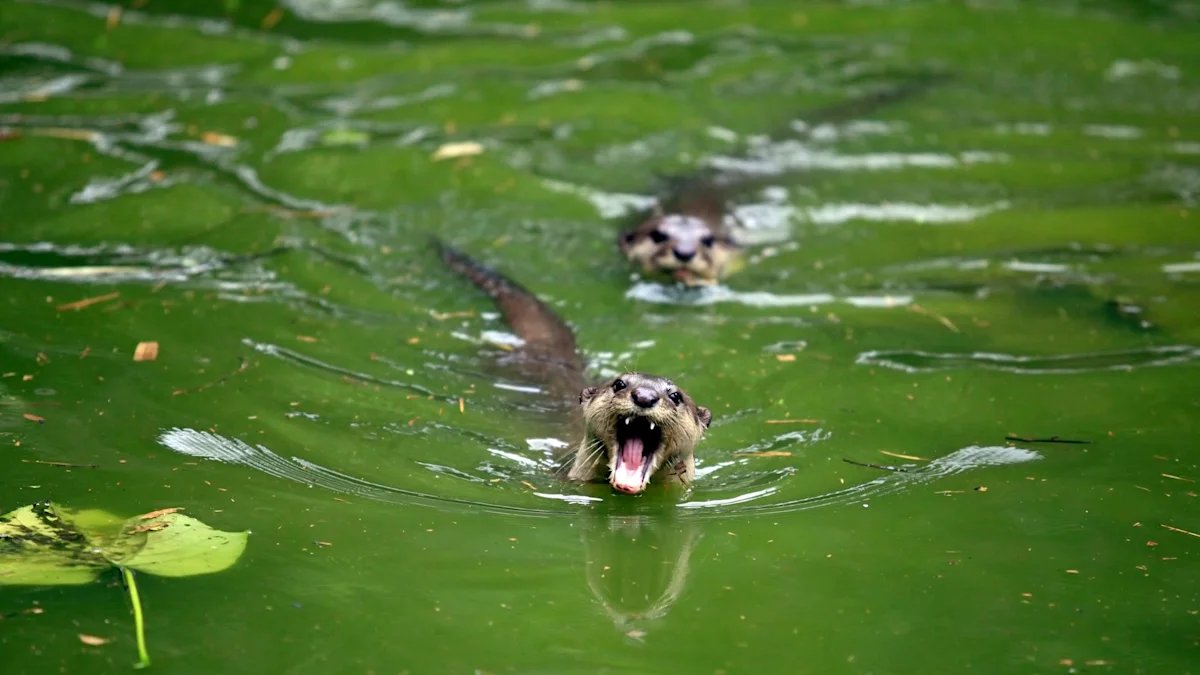 Otter Chaos: Freshwater Predators Turn Aggressive in Rare Wave of Indian Land Attacks