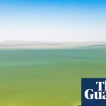 Outback Mirage Awakens: Australia’s Fabled Desert Lake Erupts in Rare Floral Bloom