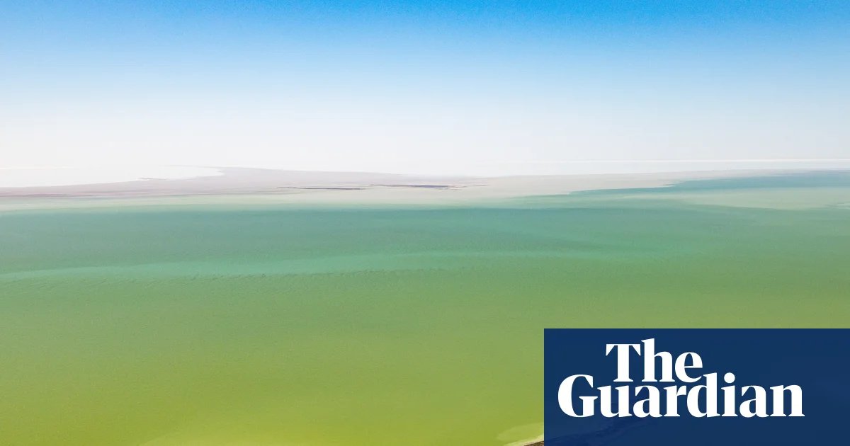 Outback Mirage Awakens: Australia’s Fabled Desert Lake Erupts in Rare Floral Bloom