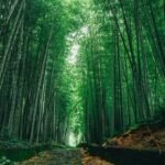 PEMEX Rooting for the Future: Oil Giant Joins Tabasco’s 2026 Green Crusade