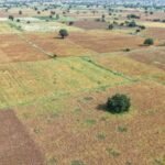 Parched Fields, Empty Pockets: The Hidden Cost of a Withering Monsoon