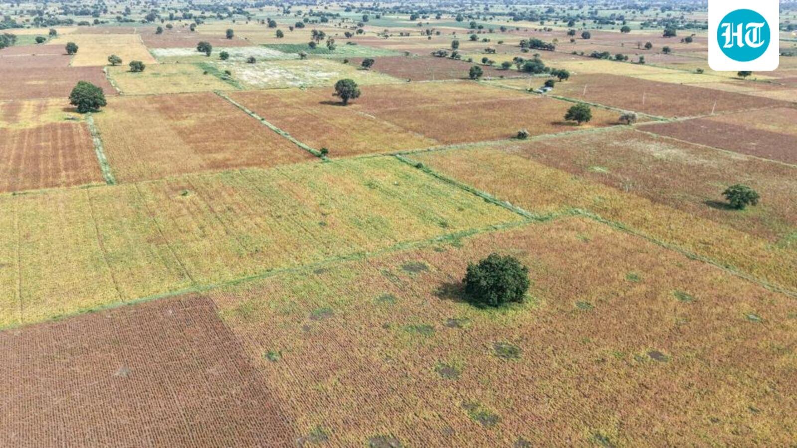 Parched Fields, Empty Pockets: The Hidden Cost of a Withering Monsoon