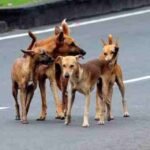 Paws and Protect: Smart Microchip Breakthrough Revolutionizes Stray Dog Care and Tracking