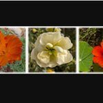 Petals and Promises: When the Poppies Bloom but the Climate Pledges Fade