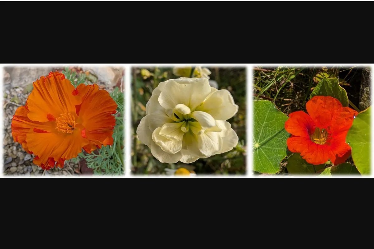 Petals and Promises: When the Poppies Bloom but the Climate Pledges Fade