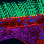 Pixel-Perfect Deception: Nikon Microscopic Winner Stripped of Title Over AI Fabrication