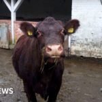 Precision Pulse: Surrey Farms Harness Lasers and GPS to Revolutionize Agriculture