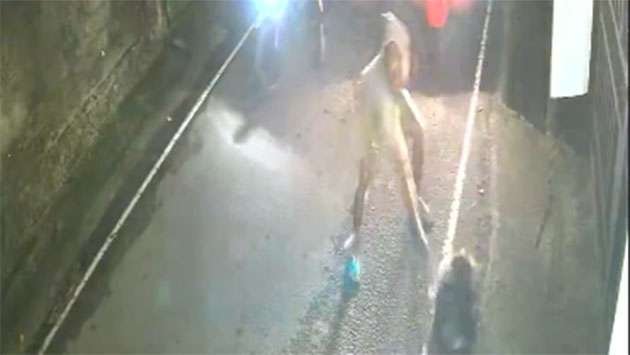 Quilled Tragedy: Protected Porcupine Brutally Slaughtered in Senseless Attack
