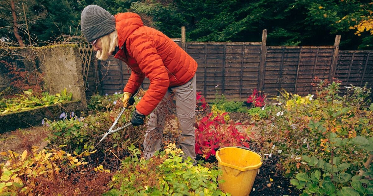Race Against the Frost: Five Essential Tasks Your Garden Demands Before November Hits