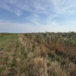 Rising from the Reeds: Massive Wetland Revival Launches to Rewild the Landscape