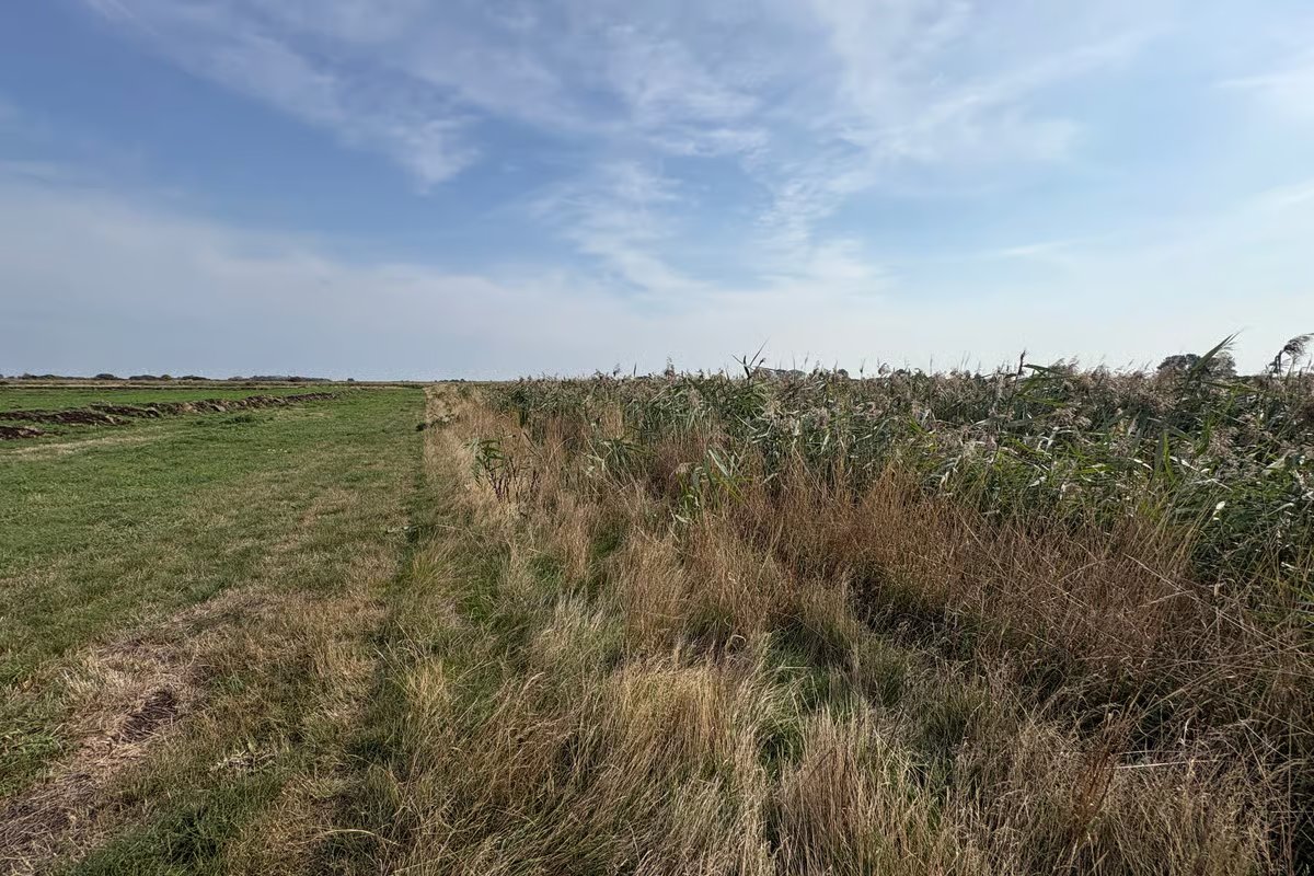 Rising from the Reeds: Massive Wetland Revival Launches to Rewild the Landscape