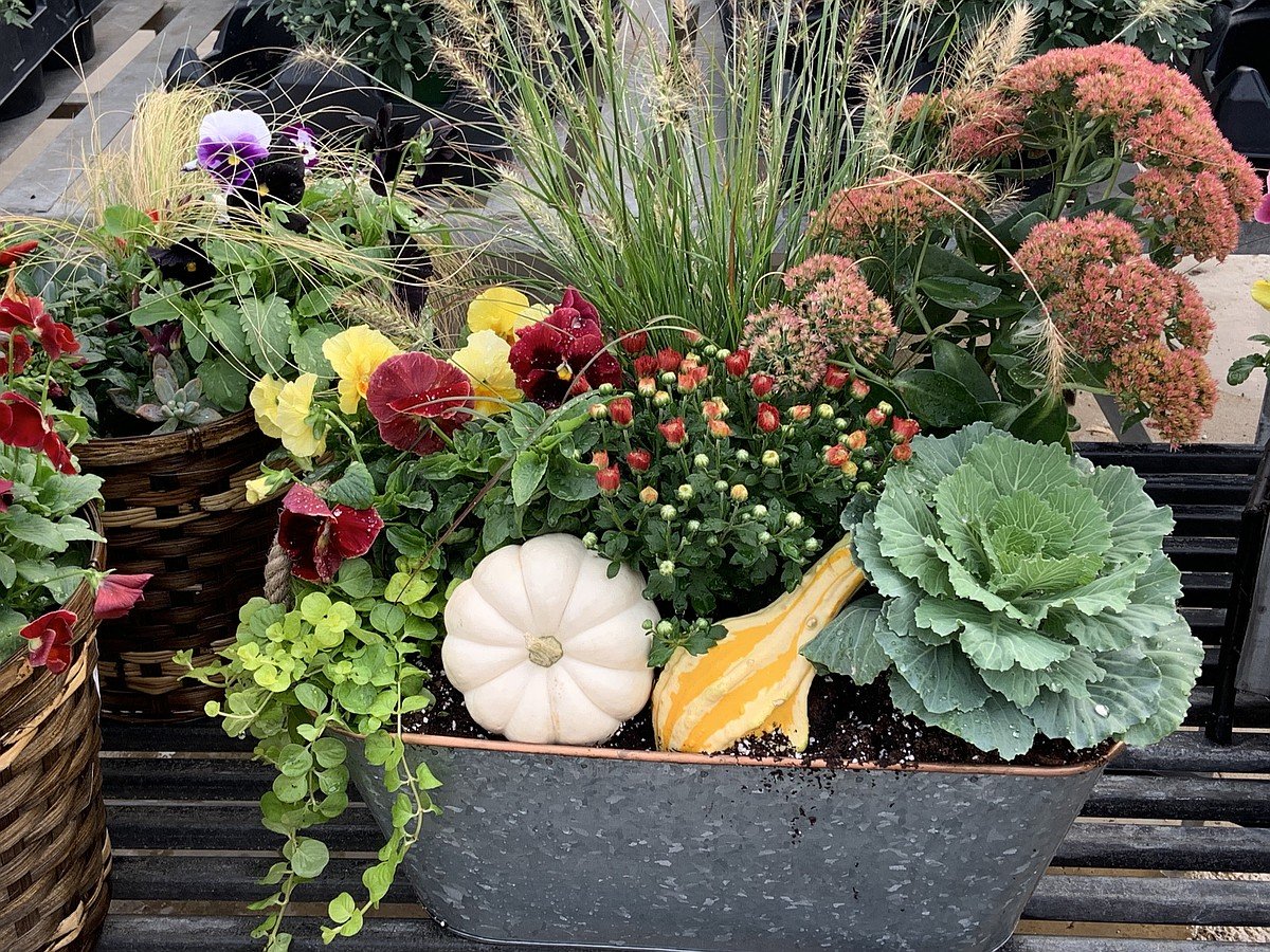 Rooted in Autumn: Transforming Your Garden for the Season Ahead