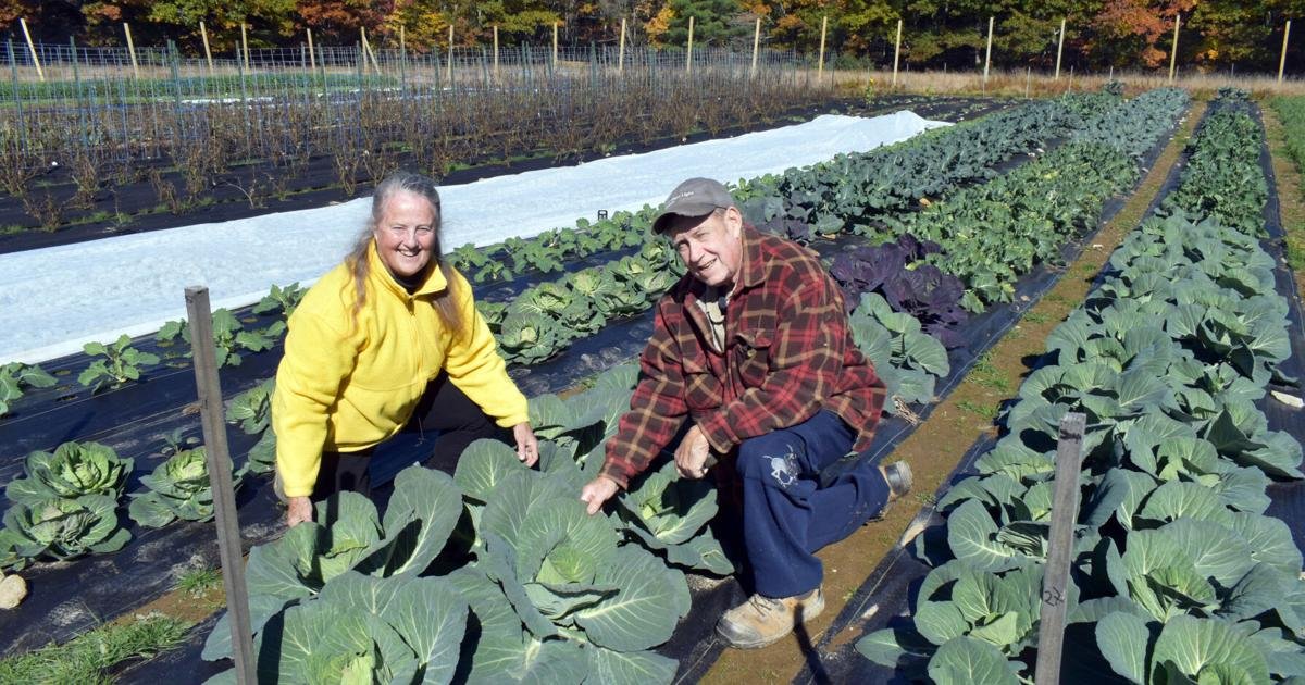 Rooted in Resilience: How Ellsworth’s Urban Oasis is Cultivating Change