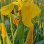 Rooting for Beauty: Help Bloom Your Neighborhood This Month