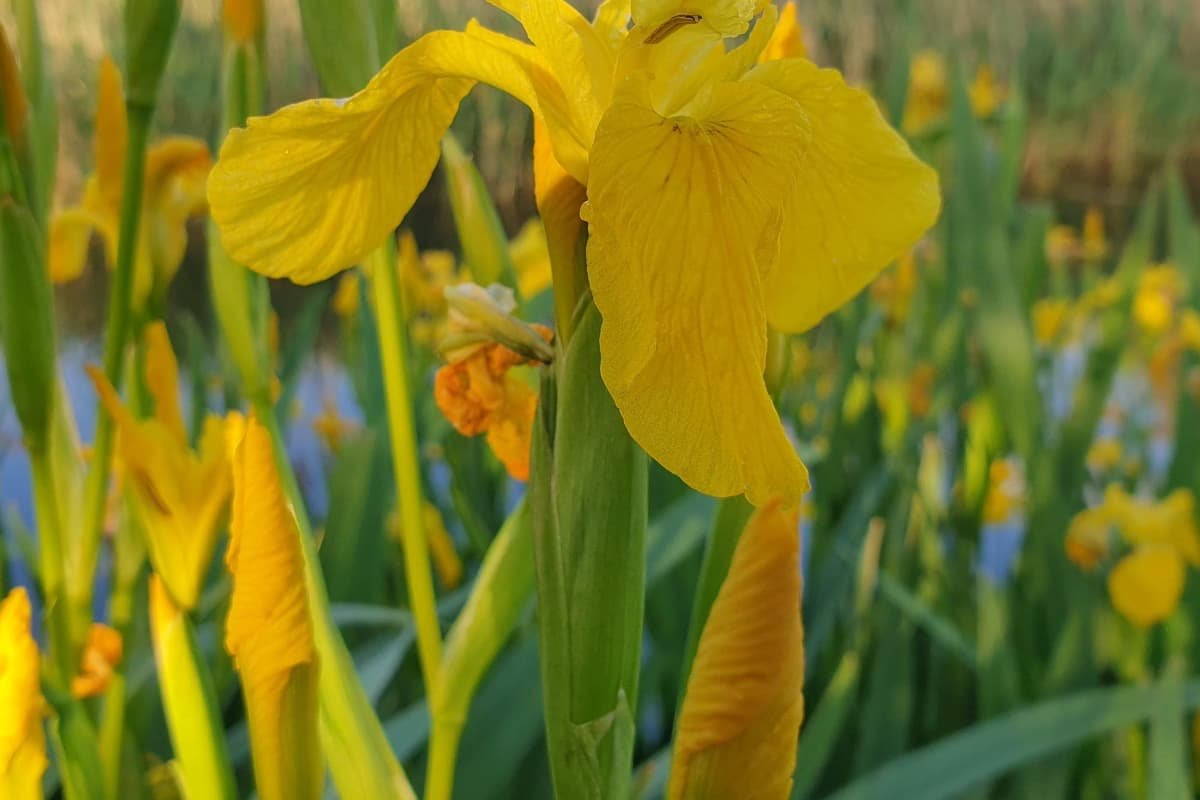 Rooting for Beauty: Help Bloom Your Neighborhood This Month