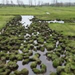 Salt-Resistant Secrets: How Coastal Meadow Patterns Defend Against Rising Seas