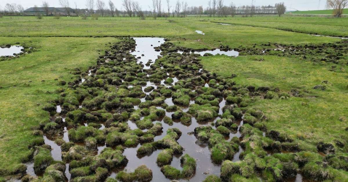 Salt-Resistant Secrets: How Coastal Meadow Patterns Defend Against Rising Seas