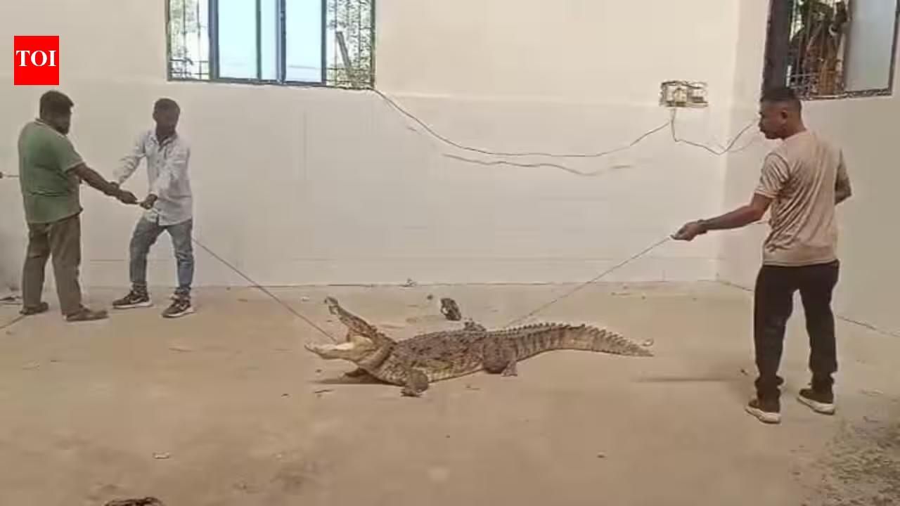 Scaly Intruder: Crocodile Slithers Into Vadodara Food Processing Plant