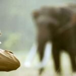 Shadow Syndicate: Investigators Target Elephant-Poaching Cartel in Major Crackdown