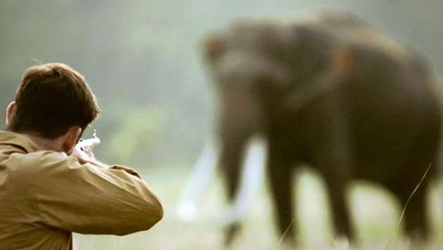 Shadow Syndicate: Investigators Target Elephant-Poaching Cartel in Major Crackdown