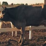 Shadow Virus Emerges: France Reports First-Ever Human Case of Rare Shamonda Strain