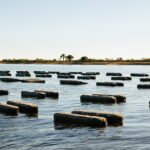 Shell Game: Big Bend’s Multi-Million Dollar Oyster Gold Rush