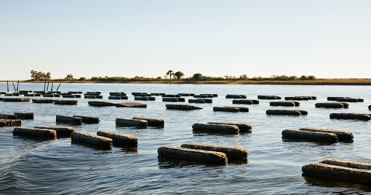 Shell Game: Big Bend’s Multi-Million Dollar Oyster Gold Rush