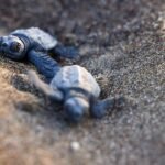 Shells of Change: How Mediterranean Turtles Are Signaling a Climate Crisis Ahead of COP31