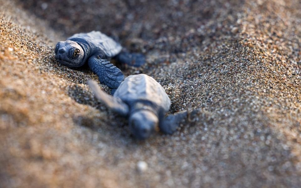 Shells of Change: How Mediterranean Turtles Are Signaling a Climate Crisis Ahead of COP31