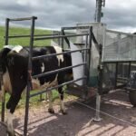 Shrinking the Herd: Could Smaller Cows Be the Key to a Greener Planet?
