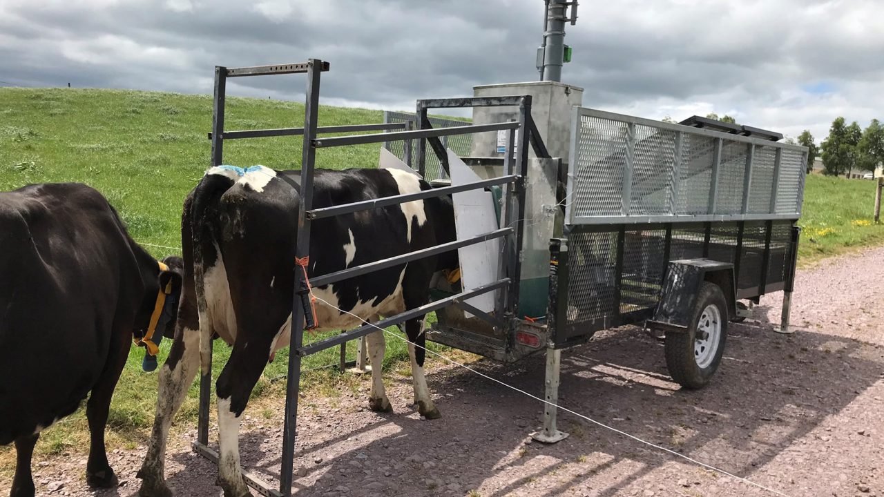 Shrinking the Herd: Could Smaller Cows Be the Key to a Greener Planet?