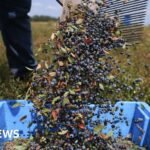 Silicon Harvest: The AI Algorithms Predicting the Perfect Pick