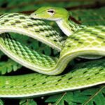 Slithering Into Focus: 63 Rare Endemic Snakes Take Center Stage at Global Congress
