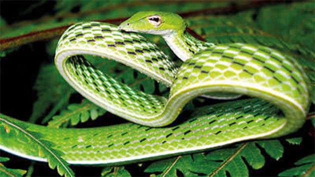Slithering Into Focus: 63 Rare Endemic Snakes Take Center Stage at Global Congress