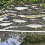 South West Water Drowning in Defiance: Utility Slapped with Bottom-Tier Environmental Rating