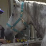 Stables at a Standstill: Trail Ride Business Battles Oakland County Over Seizure of 38 Horses