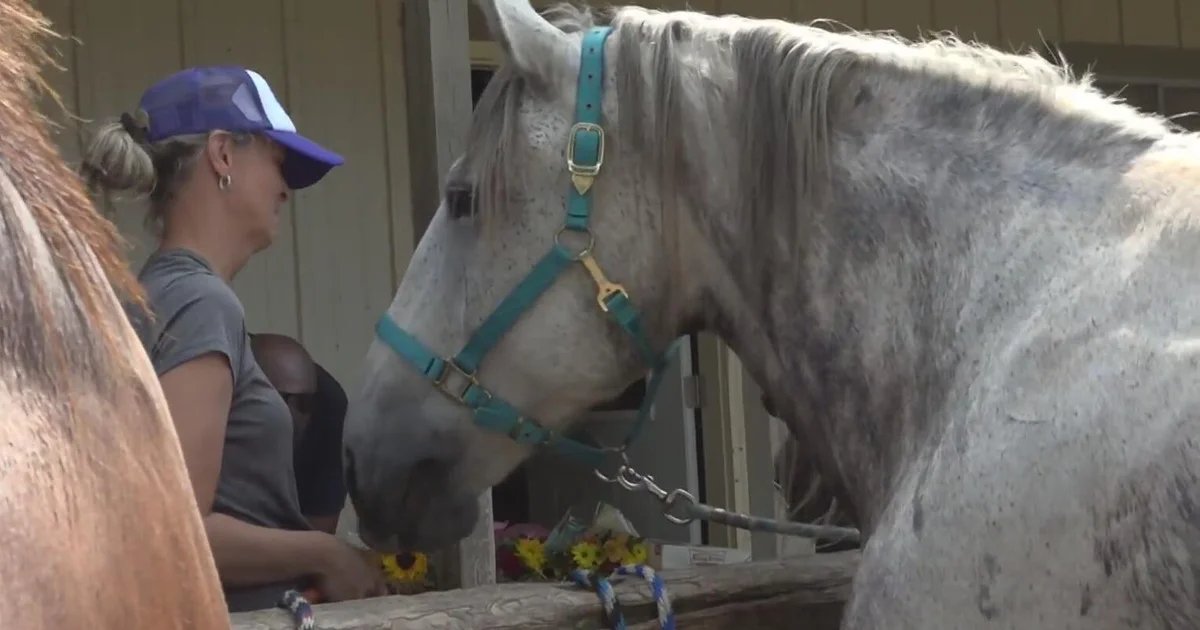 Stables at a Standstill: Trail Ride Business Battles Oakland County Over Seizure of 38 Horses