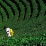 Steeped in Uncertainty: Taiwan’s Tea Masters Confront a Warming World