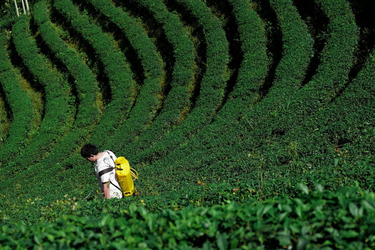 Steeped in Uncertainty: Taiwan’s Tea Masters Confront a Warming World