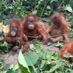 Stolen Innocence: Baby Orangutans Unmask India’s Shadowy Wildlife Trade